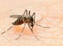 Dengue: Belo Horizonte confirma duas mortes pela doença - Getty Images