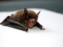 Morcego da espécie Artibeus lituratus é frutífera e não ataca seres vivos -  (crédito: Todd Cravens/Unsplash)