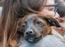 Janja adota vira-lata resgatada em Canoas (RS) e batiza animal de Esperança - Cláudio Kbne