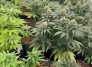 Maconha: saiba quantos cigarros podem ser feitos com 40 gramas - Polícia Civil/Reprodução