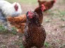 Argentina suspende importação de produtos de aves do Brasil