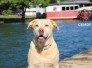 Morre Thor, cão herói do Corpo de Bombeiros que atuou em Brumadinho - CBMDF