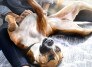 Câncer em pets: 5 mitos sobre o tratamento da doença - DINO