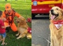 MG: morre Thor, cão dos bombeiros que visitava escolas e doava sangue - CBMMG/Divulgação