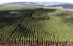 Setor florestal avança em MG e projeta ciclo 2026-2030 -  (crédito: DINO)