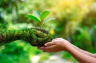  environment Earth Day In the hands of trees growing seedlings. Bokeh green Background Female hand holding tree on nature field grass Forest conservation concept
     -  (crédito:  sarayut_sy - stock.adobe.com)