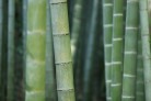 Bambu reúne propriedades que ampliam seu uso no lar -  (crédito: DINO)