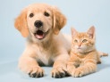 Abandono de animais é crime e segue em alta no Brasil -  (crédito: DINO)