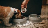 Mercado pet no Brasil em 2026: números, tendências e oportunidades para empreendedores - (crédito: Mercado Hoje) Mercado pet no Brasil em 2026: números, tendências e oportunidades para empreendedores - (crédito: Mercado Hoje)