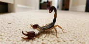 Casos de acidentes com escorpiões crescem no Brasil - (crédito: DINO) Casos de acidentes com escorpiões crescem no Brasil - (crédito: DINO)