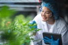 Cannabis medicinal amplia debate industrial no Brasil - (crédito: Shutterstock) Cannabis medicinal amplia debate industrial no Brasil - (crédito: Shutterstock)