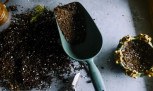 10 dicas de quem tem plantas saudáveis e um jardim bonito sem complicação - (crédito: Mercado Hoje) 10 dicas de quem tem plantas saudáveis e um jardim bonito sem complicação - (crédito: Mercado Hoje)