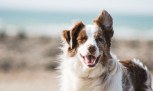 7 cuidados que toda tutora dedicada tem com a saúde e alimentação do seu animal -  (crédito: Mercado Hoje)