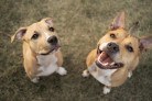 Elanco trata mais de 2 milhões de cães com Zenrelia - (crédito: DINO) Elanco trata mais de 2 milhões de cães com Zenrelia - (crédito: DINO)
