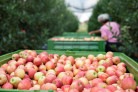 Umidade e a temperatura ameaçam exportação de alimentos -  (crédito: DINO)