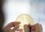  In an agar plate at the Evonik laboratory in Halle-K..nsebeck, bacterial colonies are counted. Under favorable conditions and warmth, each spore in the sample grows into a visible colony containing several million bacteria..----.Auf einer Agarplatte im Evonik-Labor in Halle-..K..nsebeck werden die Bakterienkolonien gez..hlt. Bei guten Bedingungen und W..rme w..chst aus jeder Spore in der Probe eine sichtbare Kolonie, die mehrere Millionen Bakterien enth..lt...Nutzungsbedingungen / Terms Of Use.DE https://www.evonik.com/de/media/terms-of-use.html.EN https://www.evonik.com/en/media/terms-of-use.html
     -  (crédito:  Robert Eikelpoth)