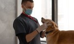 9 cuidados com saúde animal que todo tutor responsável coloca em prática -  (crédito: Mercado Hoje)