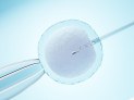  Ovum with needle for artificial insemination or in vitro fertilization. 3D Illustration Rendering.
     -  (crédito: DINO)