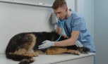 7 sinais de que seu pet precisa de atendimento agora -  (crédito: Mercado Hoje)