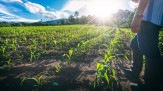 Novo El Niño reforça importância da gestão de riscos no agro -  (crédito: DINO)