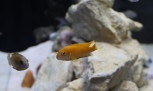 Como montar um aquário de água doce para peixes ornamentais - (crédito: Mercado Hoje) Como montar um aquário de água doce para peixes ornamentais - (crédito: Mercado Hoje)