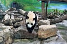 Taiwan reúne atrações para viagens em família com crianças - (crédito: DINO) Taiwan reúne atrações para viagens em família com crianças - (crédito: DINO)