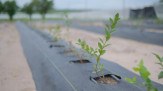 Golden Agro inicia colheita de mirtilos e aprova expansão - (crédito: DINO) Golden Agro inicia colheita de mirtilos e aprova expansão - (crédito: DINO)
