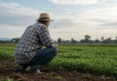 Produtor rural tem direito à prorrogação de dívida - (crédito: DINO) Produtor rural tem direito à prorrogação de dívida - (crédito: DINO)