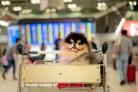  Dog Traveler in motion of enjoy beginning of the trip of fly schedule aboard together with pet owners
     -  (crédito:  Getty Images)