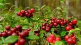 Cranberry: uma fruta repleta de benefícios para a saúde -  (crédito: DINO)
