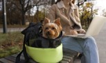 Tecnologia para pets: como escolher soluções que realmente facilitam a rotina - (crédito: Mercado Hoje) Tecnologia para pets: como escolher soluções que realmente facilitam a rotina - (crédito: Mercado Hoje)