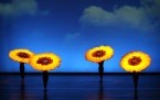 MOMIX apresenta o espetáculo BOTANICA em turnê pelo Brasil -  (crédito: DINO)