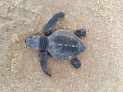 Indústria alagoana apoia conservação da fauna marinha -  (crédito: DINO)