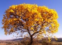 Dia da Árvore é comemorado em 21 de setembro - (crédito: DINO) Dia da Árvore é comemorado em 21 de setembro - (crédito: DINO)