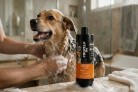 Propelo leva cuidado profissional para banho de pets em casa - (crédito: DINO) Propelo leva cuidado profissional para banho de pets em casa - (crédito: DINO)