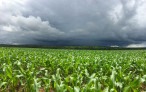 El Niño forte aumenta risco para o agronegócio - (crédito: DINO) El Niño forte aumenta risco para o agronegócio - (crédito: DINO)