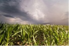 El Niño eleva desafio para a safra de verão - (crédito: DINO) El Niño eleva desafio para a safra de verão - (crédito: DINO)
