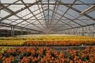 IA transforma o varejo de flores e otimiza operações - (crédito: DINO) IA transforma o varejo de flores e otimiza operações - (crédito: DINO)