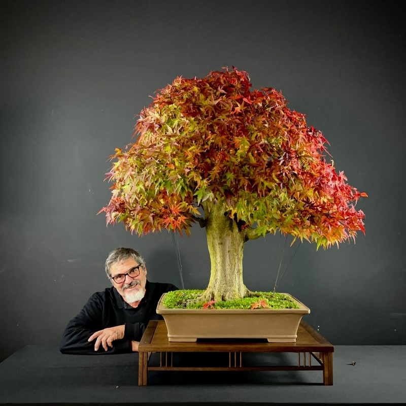 Curitiba terá maior evento de bonsai do Brasil -  (crédito: DINO)