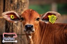 Do brete ao celular: PecFort aposta em tecnologia que automatiza a identificação animal e transforma o manejo no campo. - (crédito: PulseBrand) Do brete ao celular: PecFort aposta em tecnologia que automatiza a identificação animal e transforma o manejo no campo. - (crédito: PulseBrand)