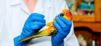 Hospital veterinário em BH recebe R$ 10 milhões. Saiba qual - (crédito: Mercado Hoje) Hospital veterinário em BH recebe R$ 10 milhões. Saiba qual - (crédito: Mercado Hoje)