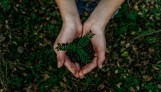 Future Climate abre a conta de restaurar 12 mil hectares - (crédito: DINO) Future Climate abre a conta de restaurar 12 mil hectares - (crédito: DINO)