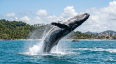 Ilhéus atrai turistas na temporada das jubartes - (crédito: DINO) Ilhéus atrai turistas na temporada das jubartes - (crédito: DINO)