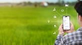 Gestão na nuvem conecta o agro ao bem-estar - (crédito: PulseBrand) Gestão na nuvem conecta o agro ao bem-estar - (crédito: PulseBrand)