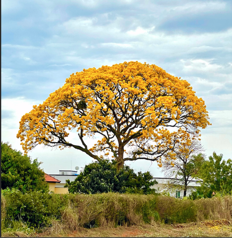 Exposição interativa revela a história das árvores de SP - (crédito: DINO) Exposição interativa revela a história das árvores de SP - (crédito: DINO)